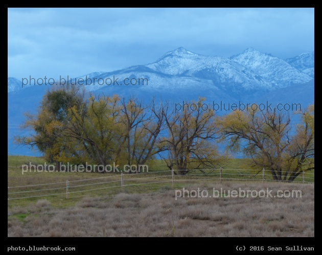 A Cluster of Trees - Corvallis MT