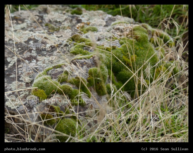 Moss Congregating on a Rock - Corvallis MT