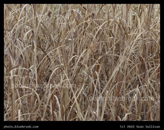 Monochrome Reeds - Corvallis MT