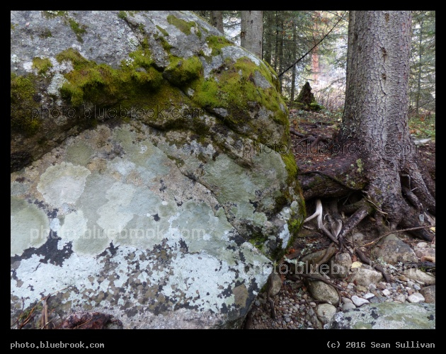 Boulder and Tree - Near Blodgett Overlook trail, Bitterroot National Forest, Hamilton MT