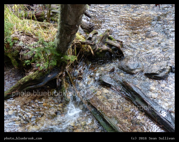 Tree Roots and Mountain Stream - Near Blodgett Overlook trail, Bitterroot National Forest, Hamilton MT