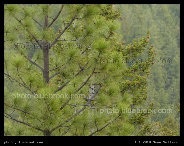 Across the Evergreen Mountainside - Blodgett Camp Road, Bitterroot National Forest, Hamilton MT