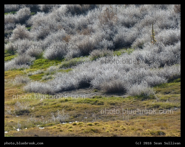 Tumbleweed Tribbles - Corvallis MT