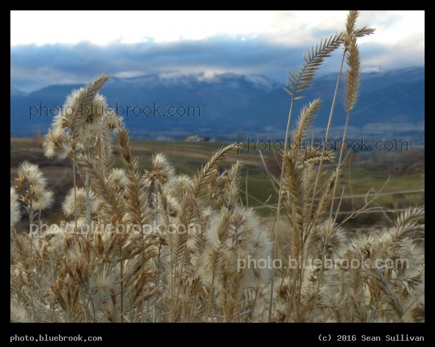 November Botany - Corvallis MT