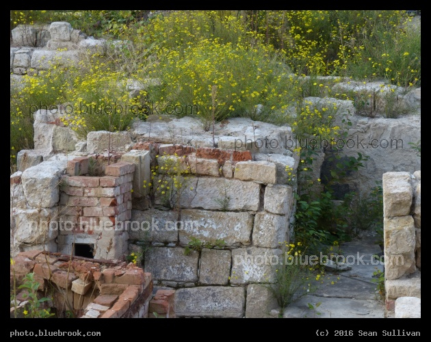 Flowers admidst Bricks - Dresden, Germany