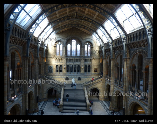 Museum Sunlight - British Museum of Natural History