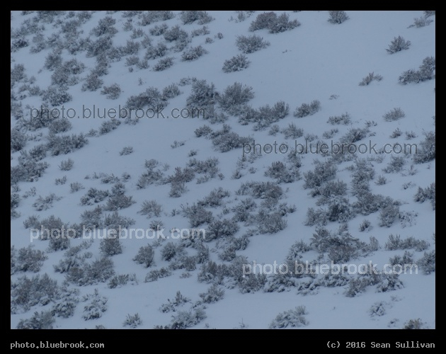 Dotted Slope - Corvallis MT