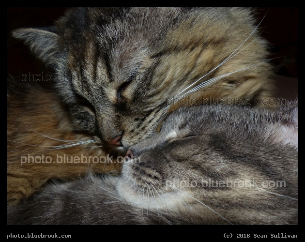 Nose to Nose - Corvallis MT