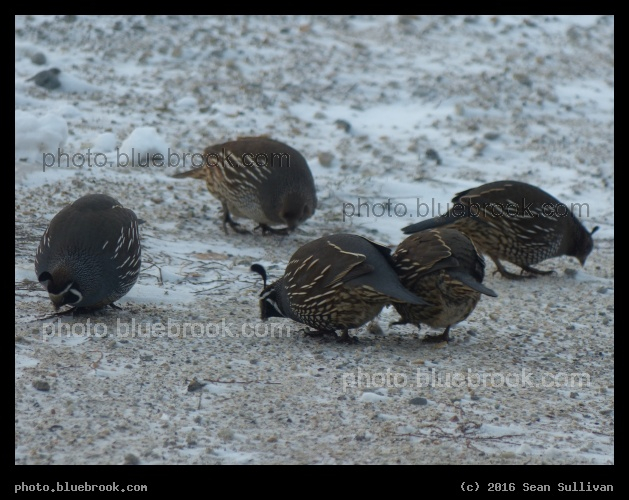 Five Quail - Corvallis MT