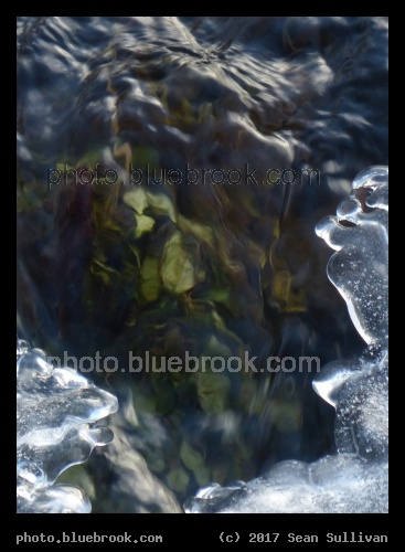Underwater Plants in January - Corvallis MT