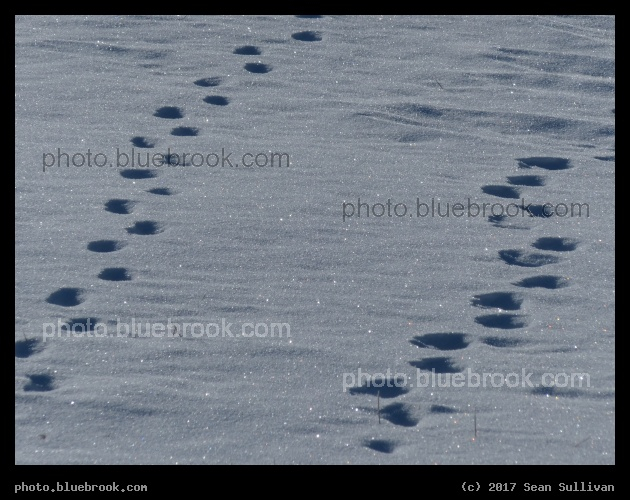 Tracks in the Snow - Corvallis, MT