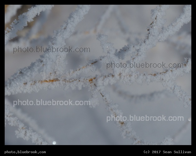 Frosted Branch - Corvallis MT