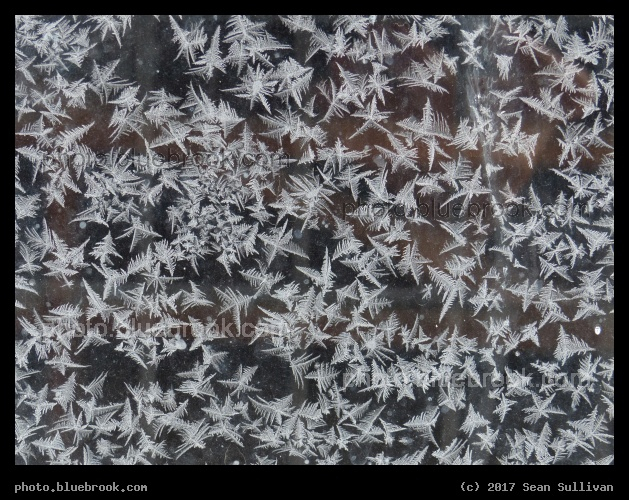 Frost Pixies - Corvallis MT