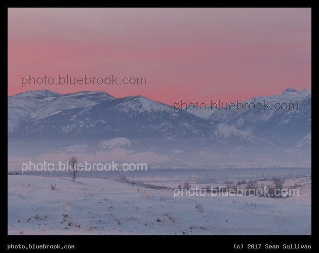 Backlit by Pink Sunset - Corvallis MT