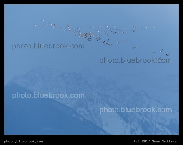 Cluster of Geese - Bitterroot Mountains, Corvallis MT