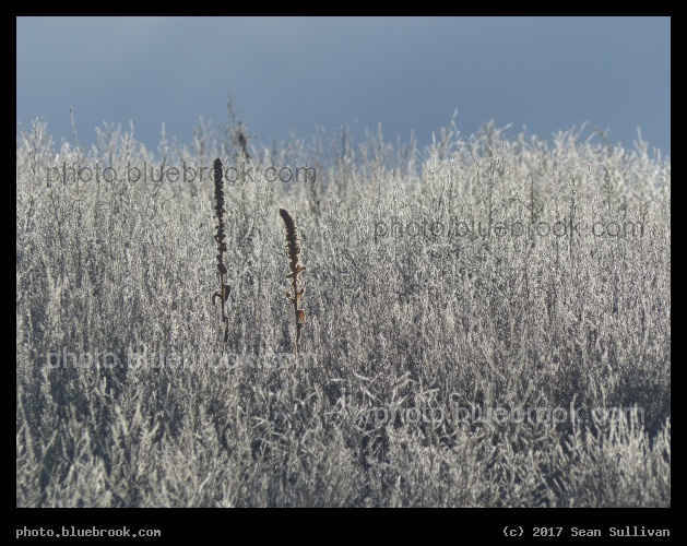 Backlit Tumbleweeds - Corvallis MT