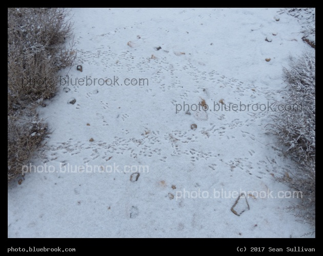 Skittering between the Bushes - Corvallis MT