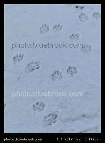 Tracks - Corvallis MT