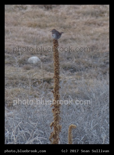 Bird Perch - Corvallis MT