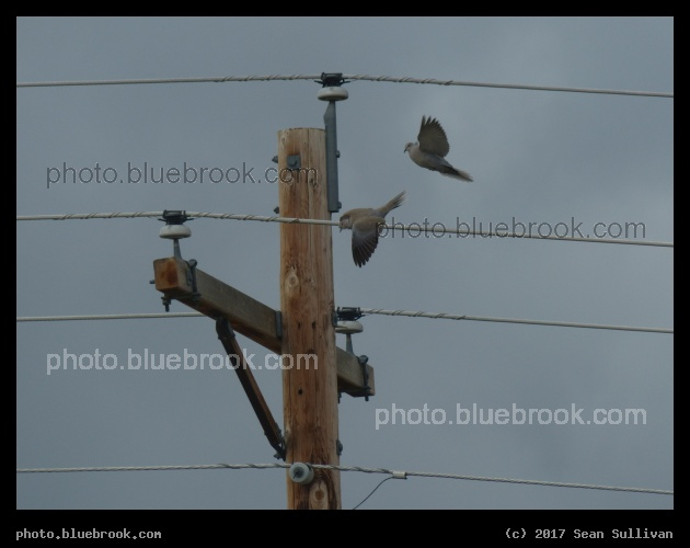 Ringneck Flight - Corvallis MT