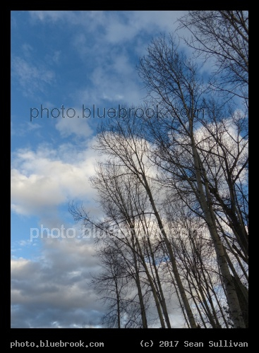 Betwixt Winter and Spring - Victor MT