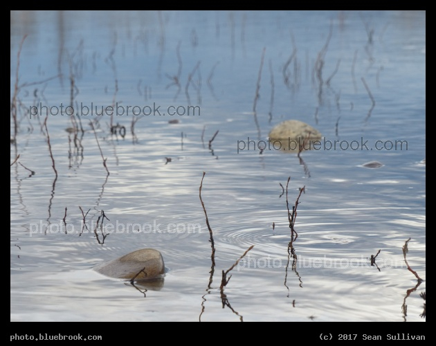 Ripples and Reeds - Bitterroot River, Bell Crossing MT