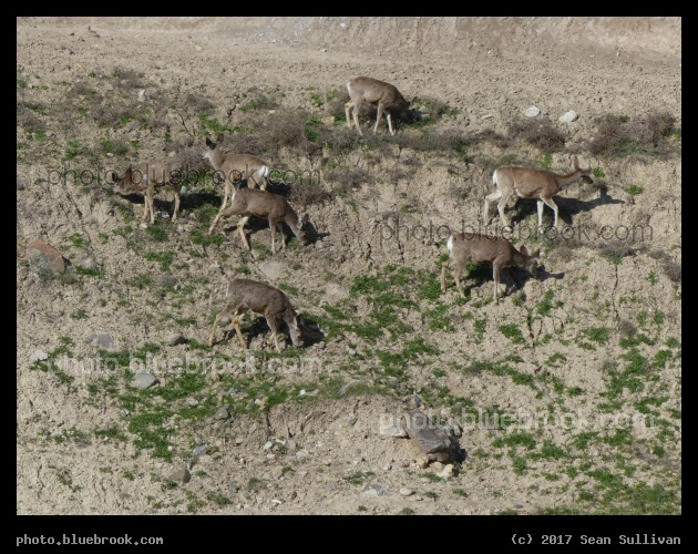 How Many Deer? - Corvallis MT