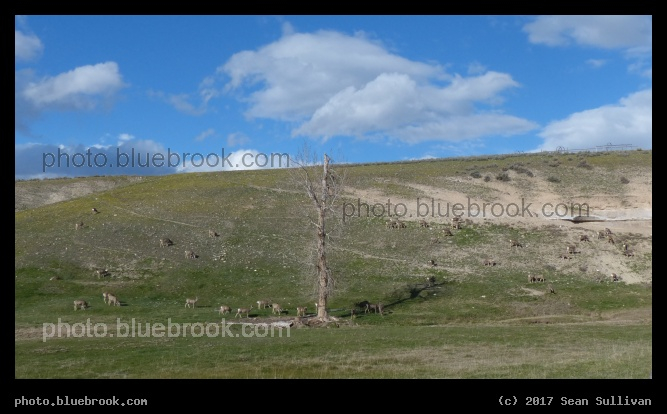 Old Tree - Corvallis MT