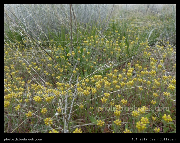Indications of Spring - Corvallis MT