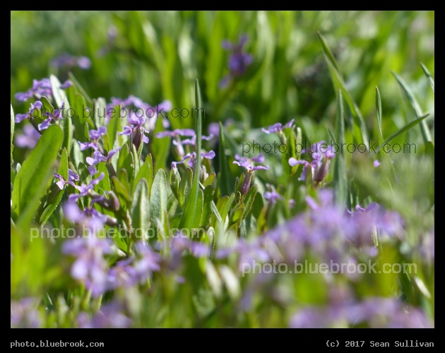 Delightful - Corvallis MT