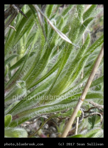 Fluffy Green Plant - Corvallis MT