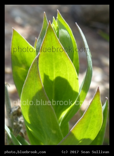 Leafy Spire - Corvallis MT