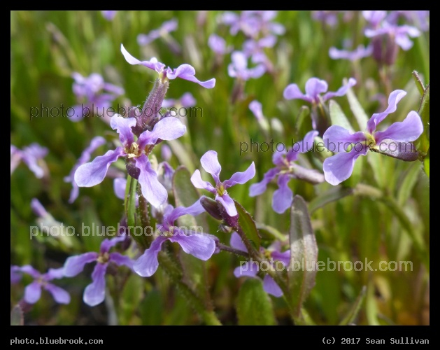 Musk Mustard Patch - Corvallis MT