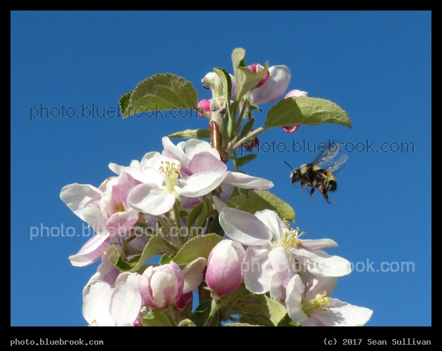 Flight to Blossoms - Corvallis MT