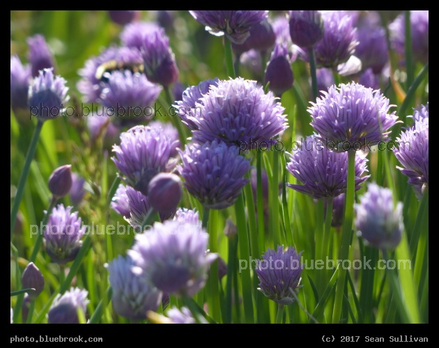 Chive Flowers - Corvallis MT