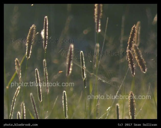 The Web - Corvallis MT
