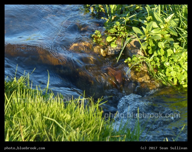 Streamside Plants - Corvallis MT