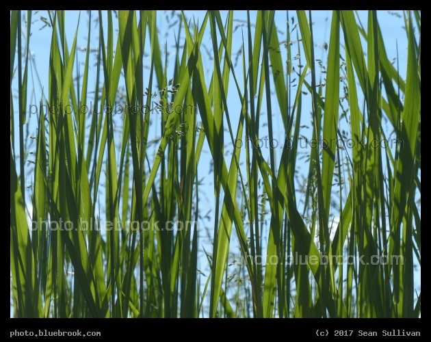 Blades of Grass - Corvallis MT