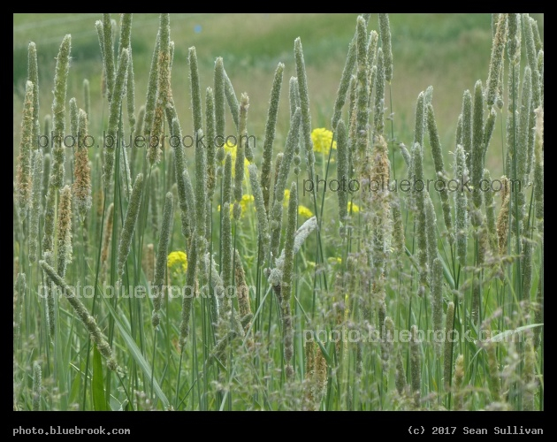 June Seeds - Corvallis MT