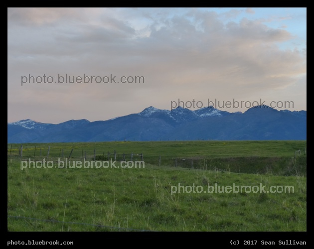 Blue Bitterroots - Corvallis MT