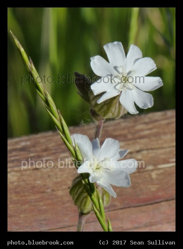 Grass Head and White Flowers - Corvallis MT