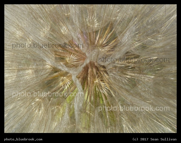 Goatsbeard Seeds - Corvallis MT