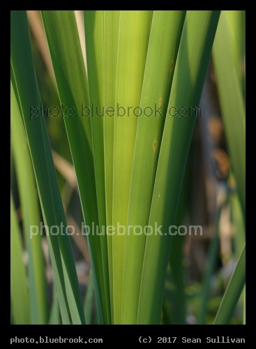 Emerald Fan - Corvallis MT