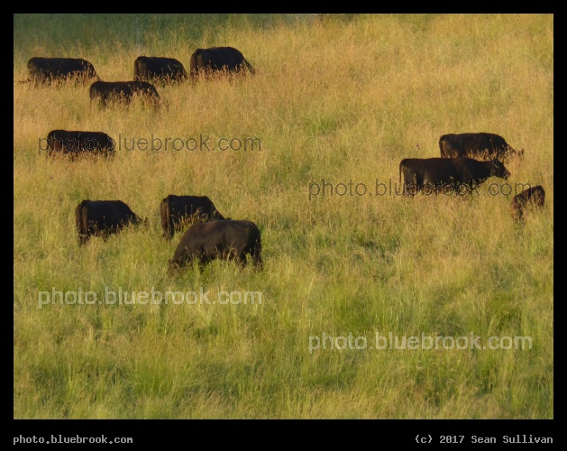 Lawn Cows - Corvallis MT