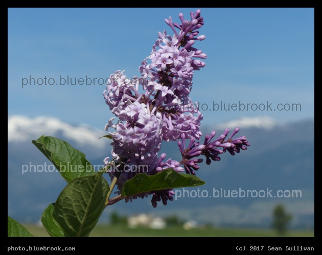 Montana Lilacs - Corvallis MT