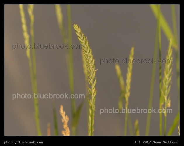 Graceful Bend - Corvallis MT