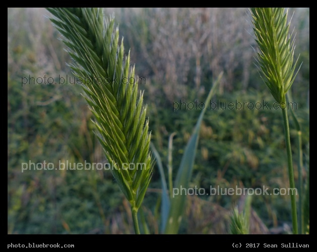 Chevrons in the Grass - Corvallis MT