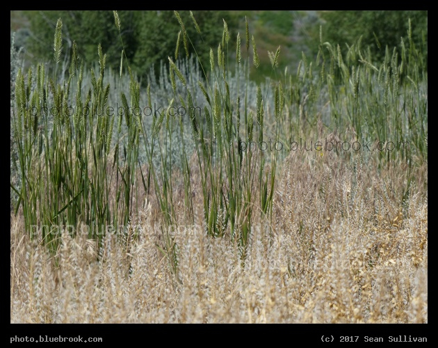 Bronze and Green - Corvallis MT
