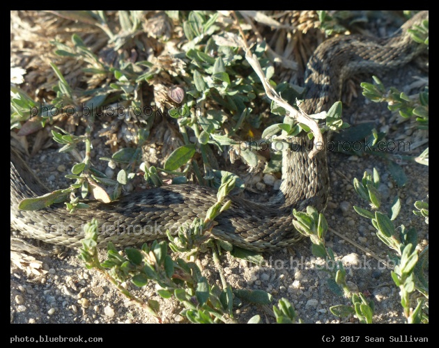 Camoflauged - Corvallis MT