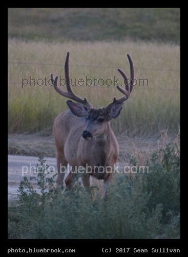 Buck - Corvallis MT